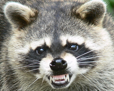 raging raccoon