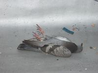 20051002011500_pigeon.jpg