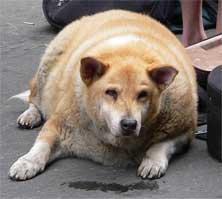 fat-dog.jpg