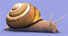 snail.jpg