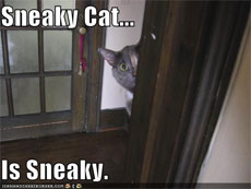 sneakyCat.jpg
