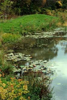 wetlands.jpg